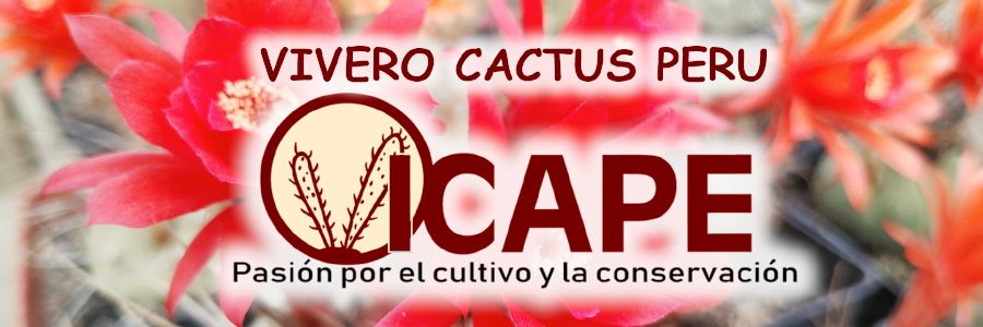 Vivero Cactus Peru